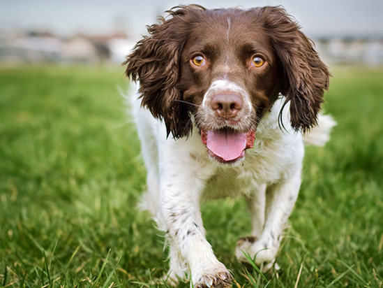 English Springer Spaniel